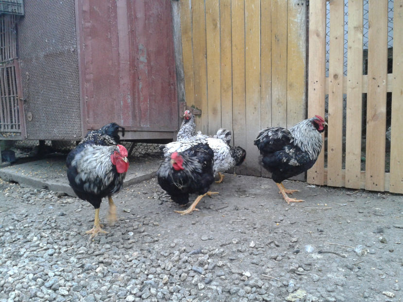  - 3 - Pui tarați SERIA III 2023 studiu defecte -