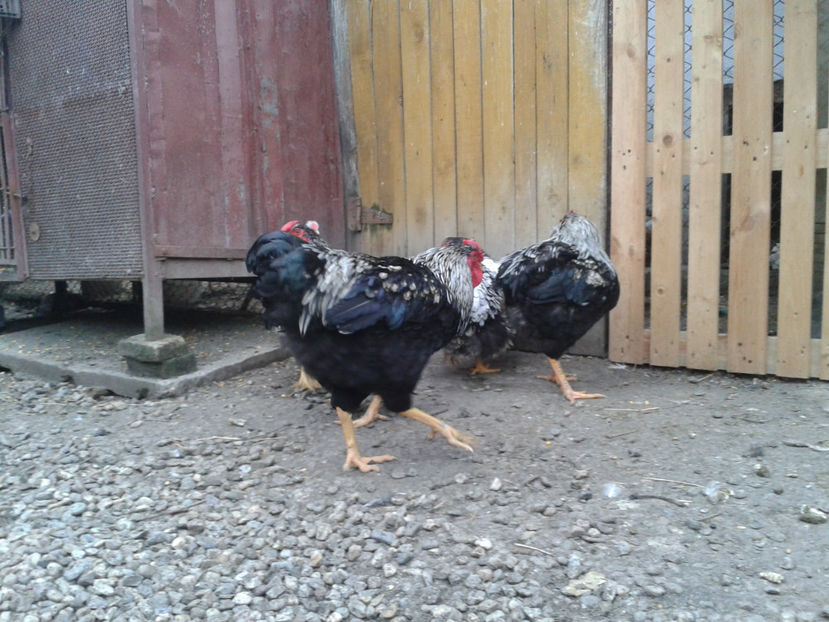  - 3 - Pui tarați SERIA III 2023 studiu defecte -