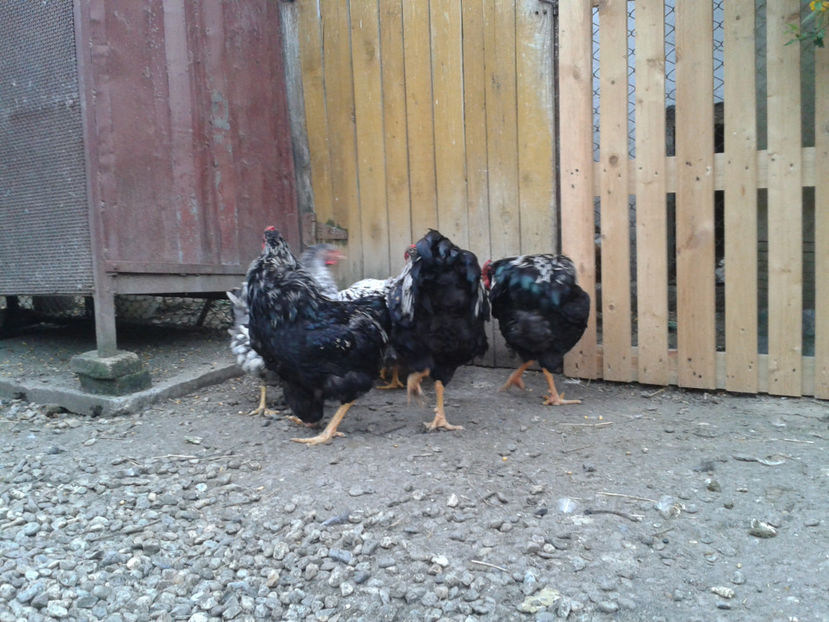  - 3 - Pui tarați SERIA III 2023 studiu defecte -