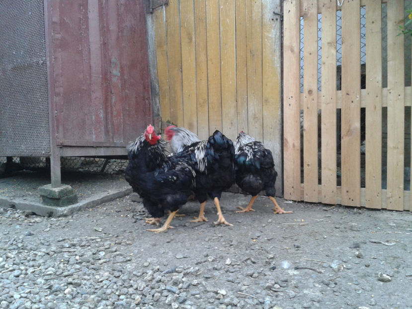  - 3 - Pui tarați SERIA III 2023 studiu defecte -