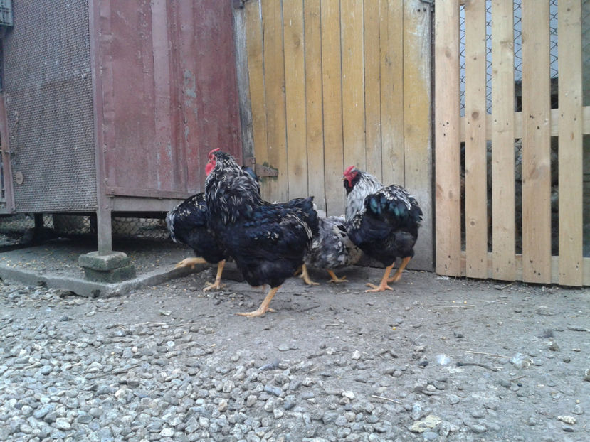  - 3 - Pui tarați SERIA III 2023 studiu defecte -