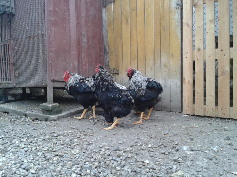  - 3 - Pui tarați SERIA III 2023 studiu defecte -