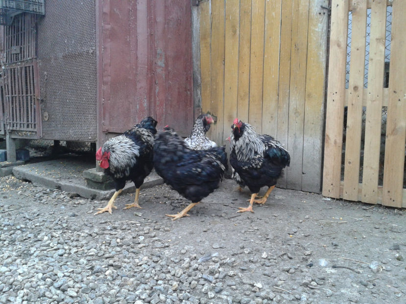  - 3 - Pui tarați SERIA III 2023 studiu defecte -