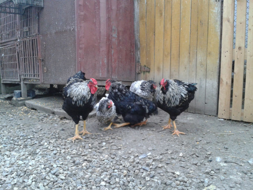  - 3 - Pui tarați SERIA III 2023 studiu defecte -