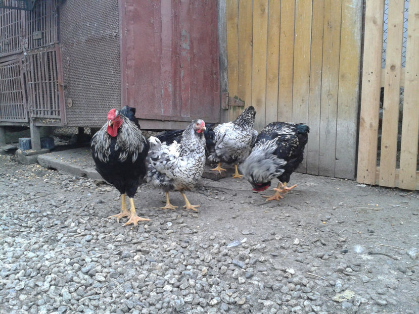  - 3 - Pui tarați SERIA III 2023 studiu defecte -