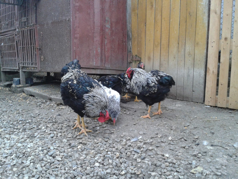  - 3 - Pui tarați SERIA III 2023 studiu defecte -