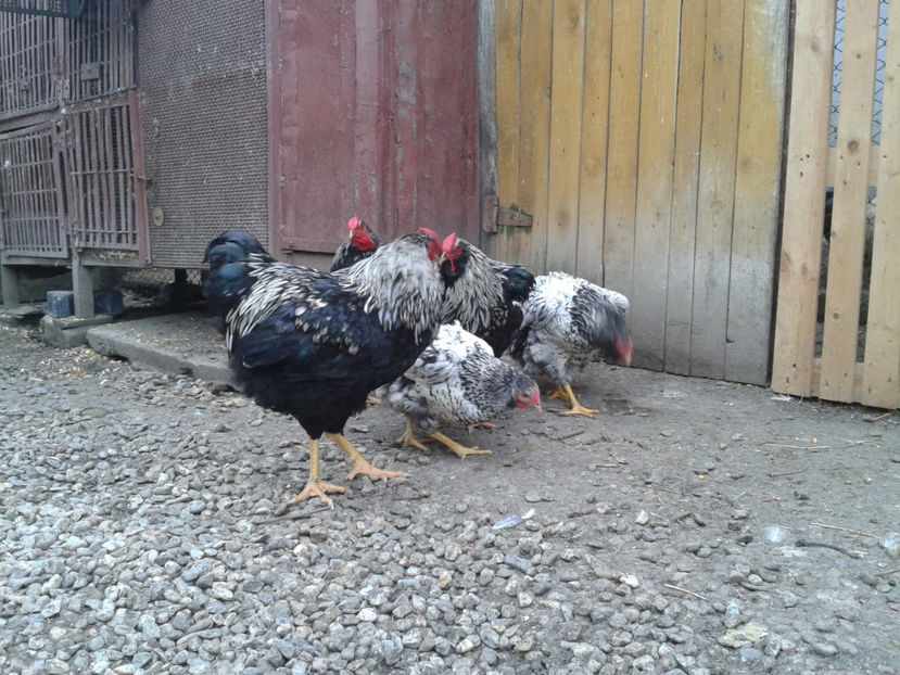  - 3 - Pui tarați SERIA III 2023 studiu defecte -