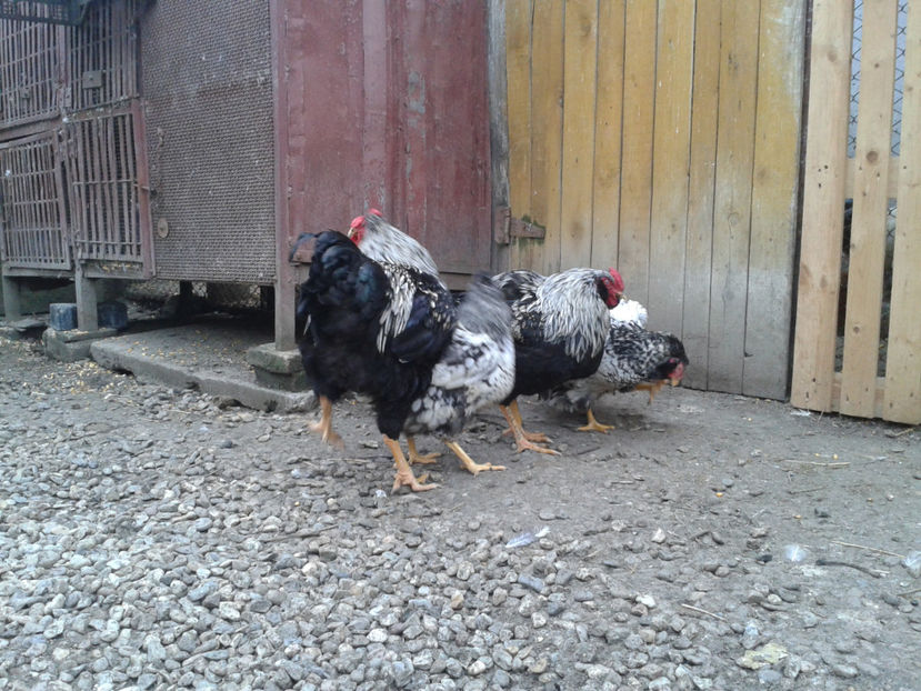  - 3 - Pui tarați SERIA III 2023 studiu defecte -