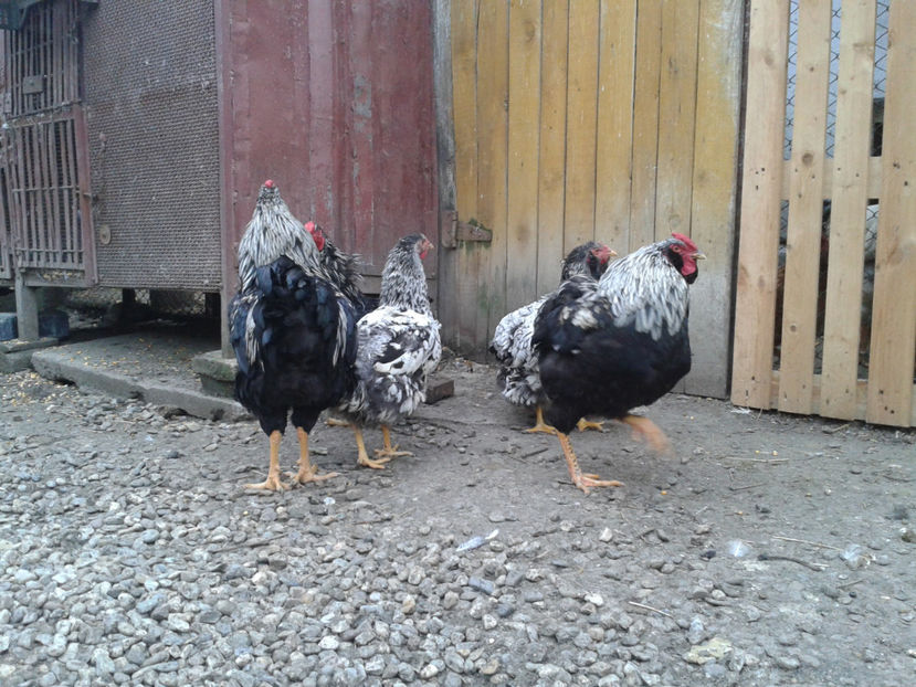  - 3 - Pui tarați SERIA III 2023 studiu defecte -