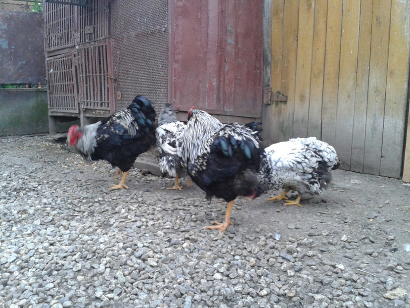  - 3 - Pui tarați SERIA III 2023 studiu defecte -