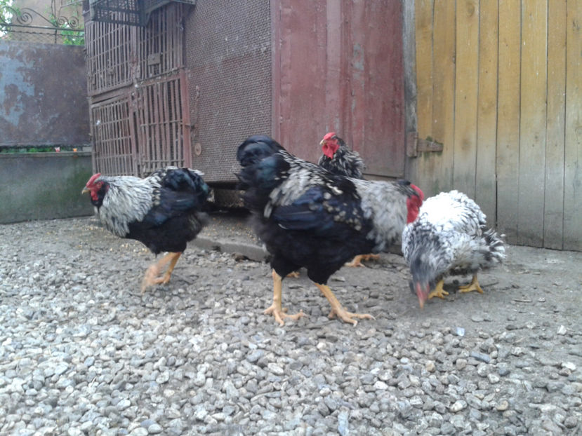  - 3 - Pui tarați SERIA III 2023 studiu defecte -