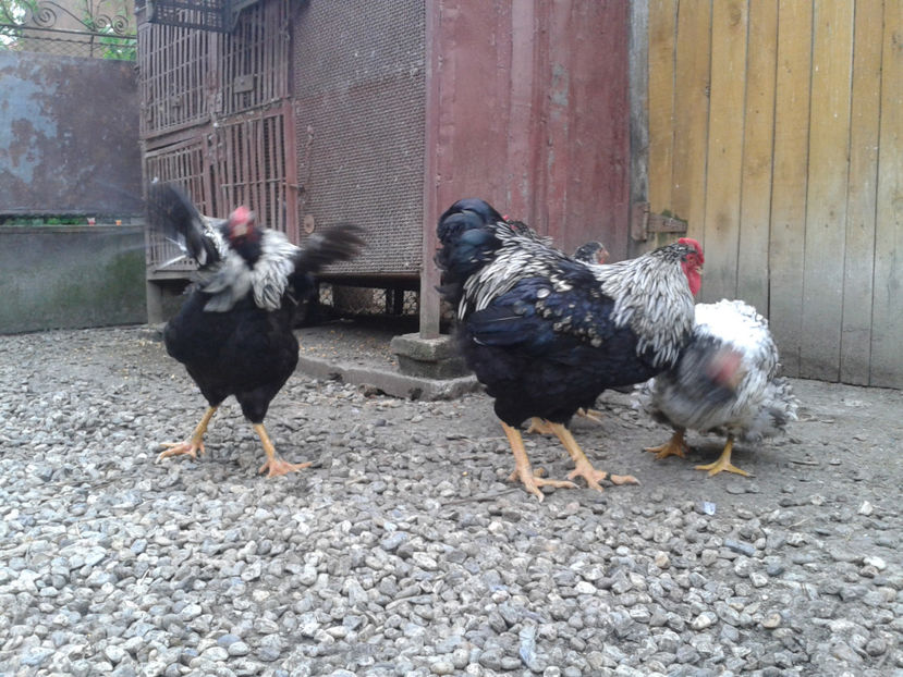  - 3 - Pui tarați SERIA III 2023 studiu defecte -