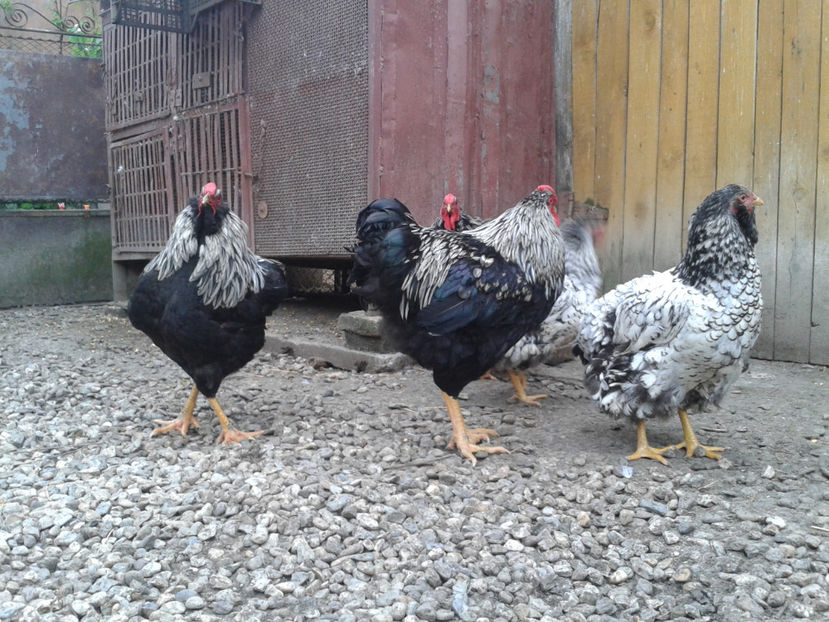  - 3 - Pui tarați SERIA III 2023 studiu defecte -