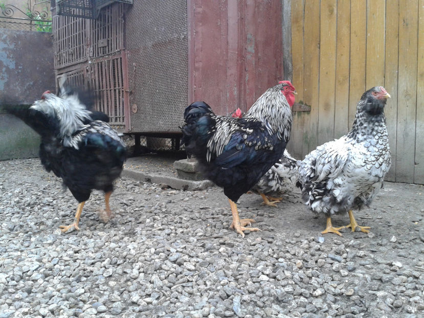  - 3 - Pui tarați SERIA III 2023 studiu defecte -