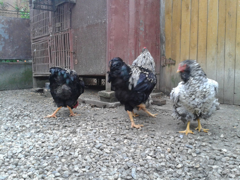  - 3 - Pui tarați SERIA III 2023 studiu defecte -