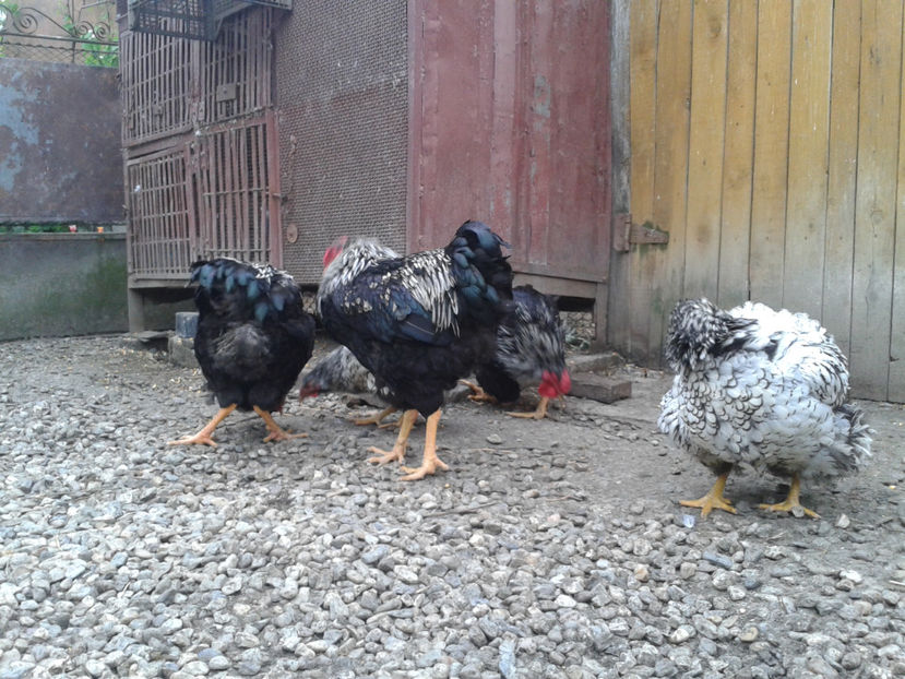  - 3 - Pui tarați SERIA III 2023 studiu defecte -