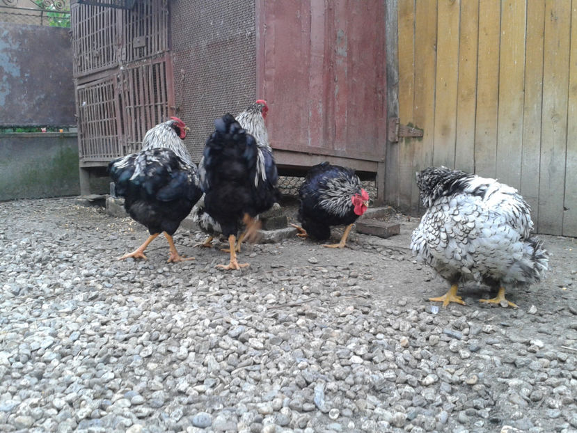  - 3 - Pui tarați SERIA III 2023 studiu defecte -