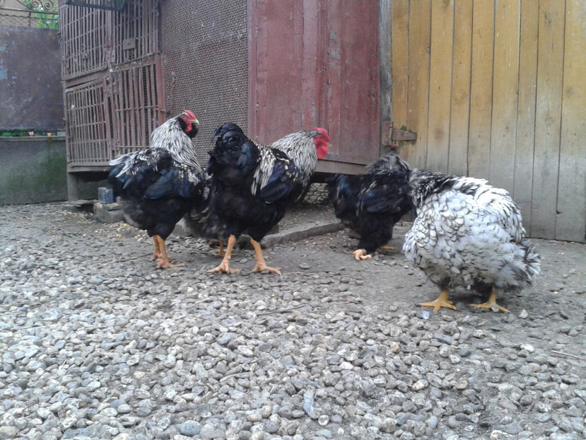  - 3 - Pui tarați SERIA III 2023 studiu defecte -