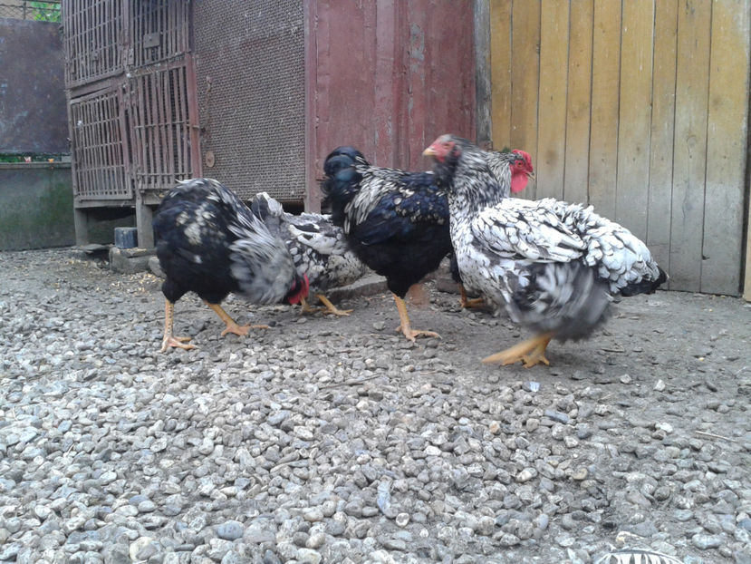  - 3 - Pui tarați SERIA III 2023 studiu defecte -