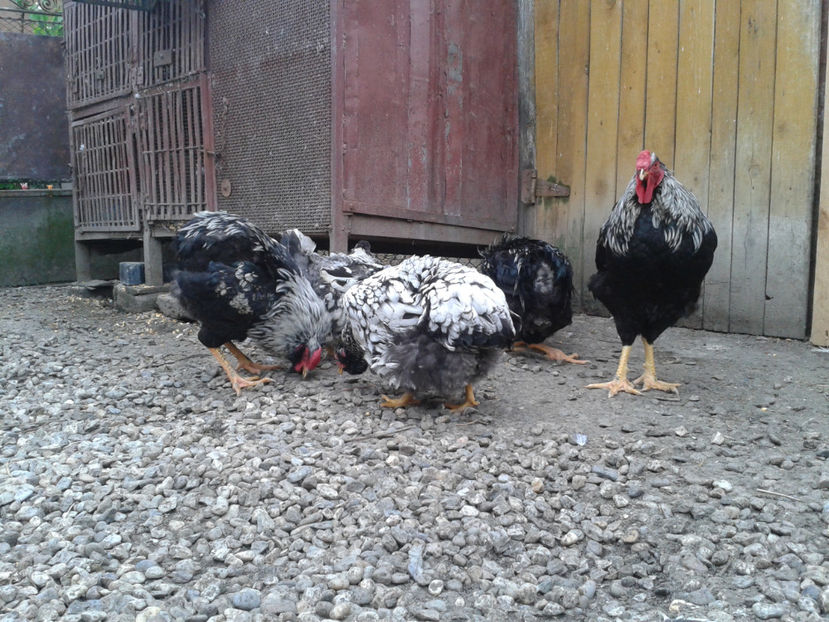  - 3 - Pui tarați SERIA III 2023 studiu defecte -