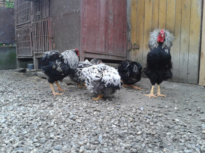  - 3 - Pui tarați SERIA III 2023 studiu defecte -