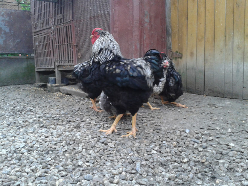  - 3 - Pui tarați SERIA III 2023 studiu defecte -