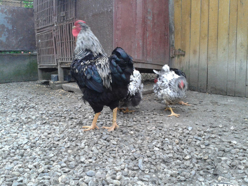  - 3 - Pui tarați SERIA III 2023 studiu defecte -