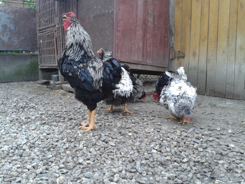  - 3 - Pui tarați SERIA III 2023 studiu defecte -