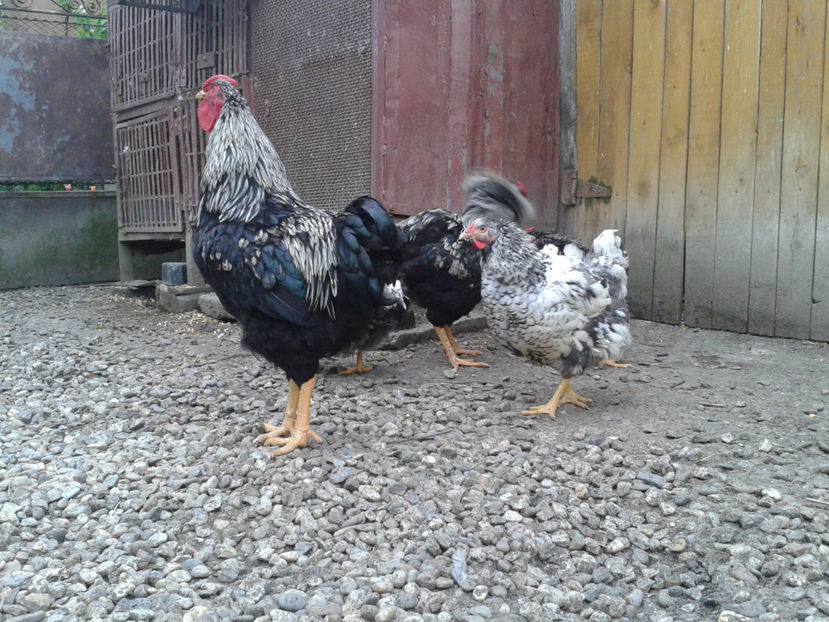  - 3 - Pui tarați SERIA III 2023 studiu defecte -