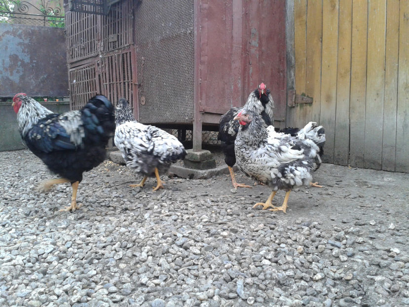  - 3 - Pui tarați SERIA III 2023 studiu defecte -