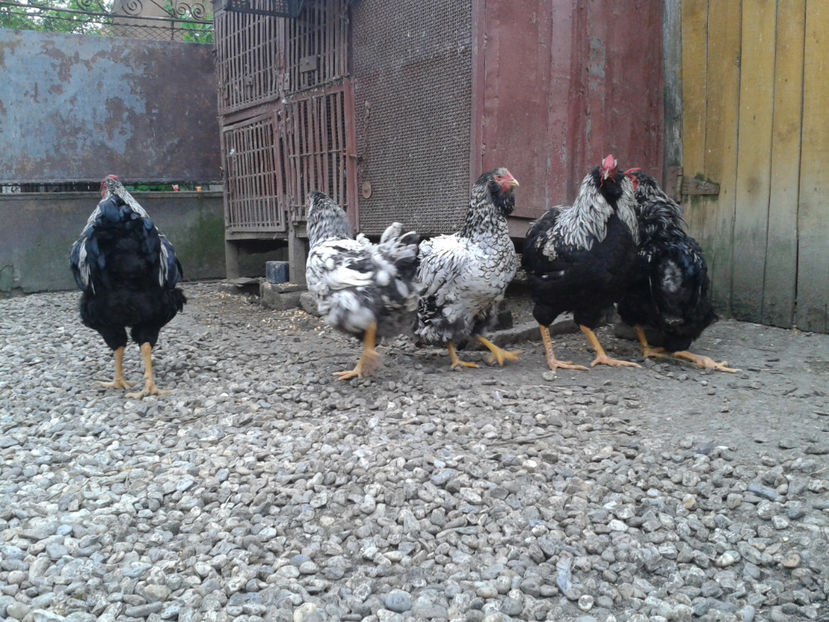  - 3 - Pui tarați SERIA III 2023 studiu defecte -