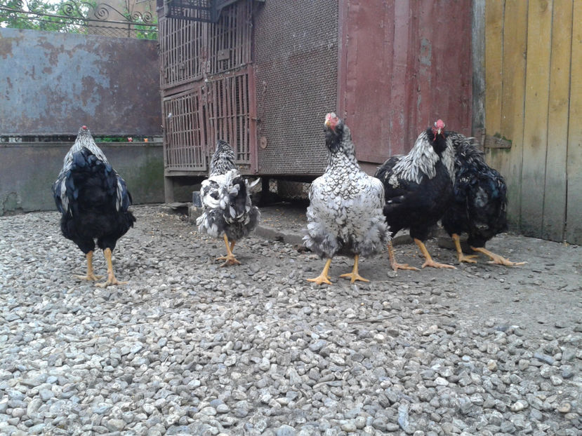  - 3 - Pui tarați SERIA III 2023 studiu defecte -