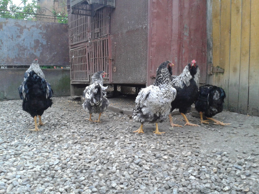  - 3 - Pui tarați SERIA III 2023 studiu defecte -