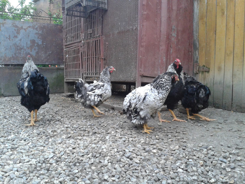  - 3 - Pui tarați SERIA III 2023 studiu defecte -