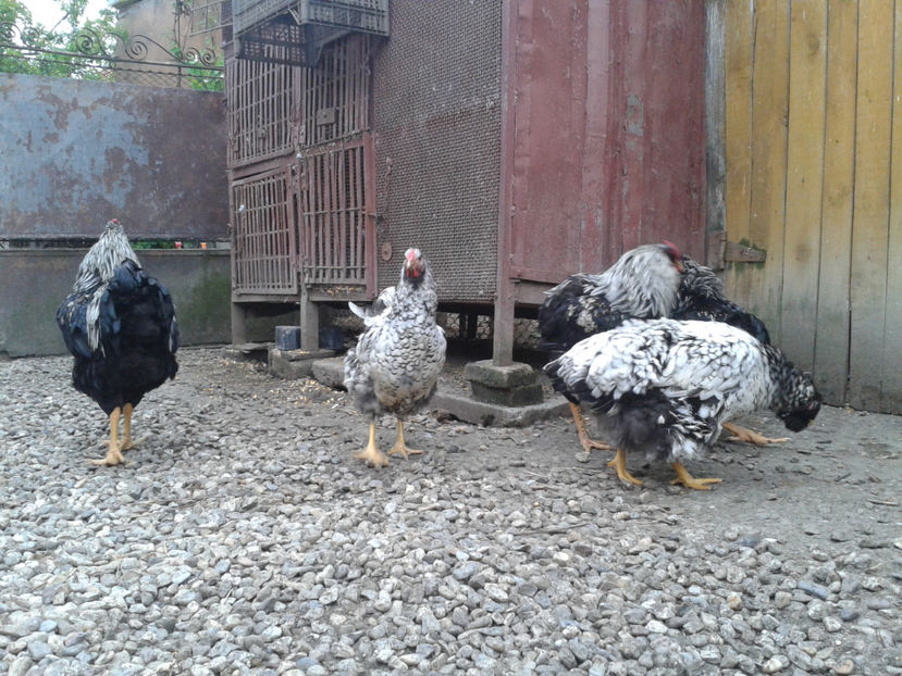  - 3 - Pui tarați SERIA III 2023 studiu defecte -