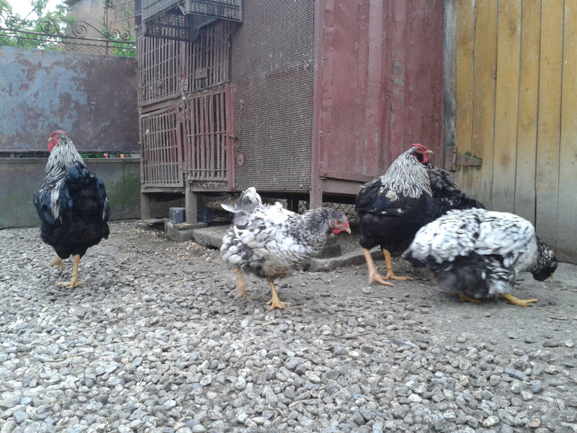  - 3 - Pui tarați SERIA III 2023 studiu defecte -