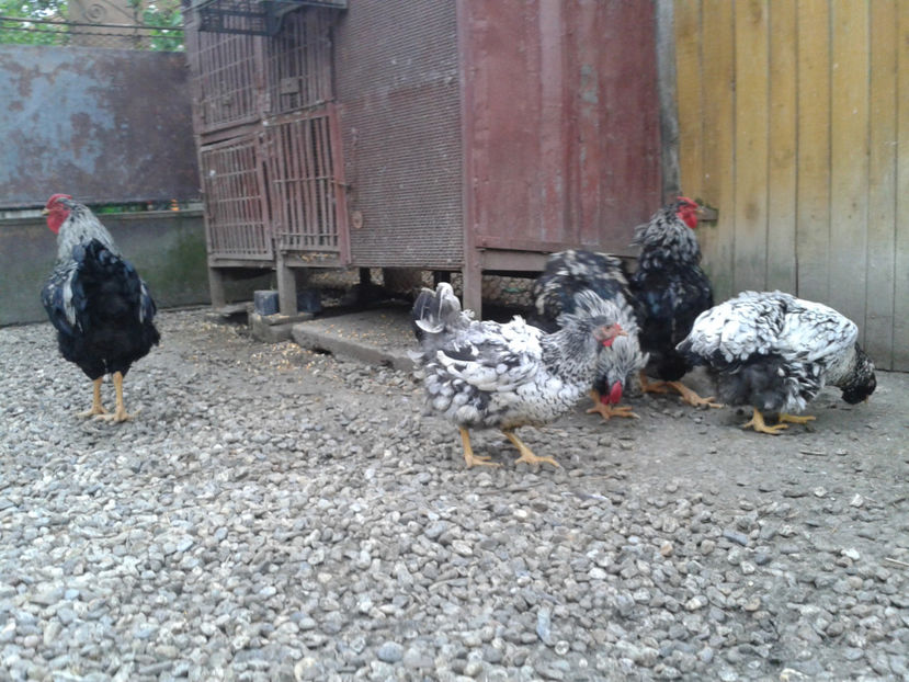  - 3 - Pui tarați SERIA III 2023 studiu defecte -