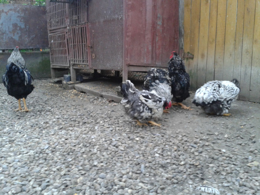  - 3 - Pui tarați SERIA III 2023 studiu defecte -