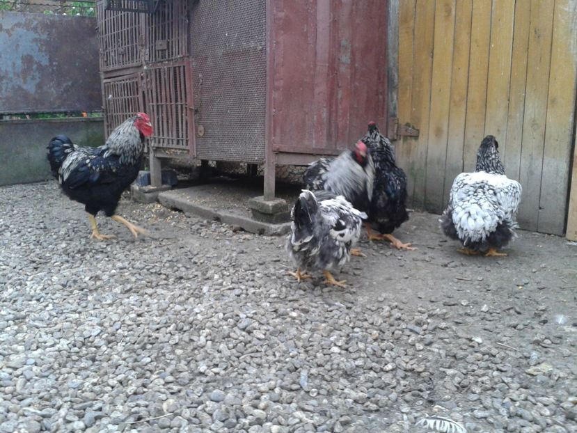  - 3 - Pui tarați SERIA III 2023 studiu defecte -