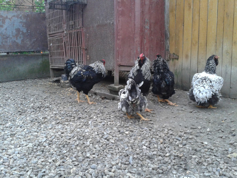  - 3 - Pui tarați SERIA III 2023 studiu defecte -