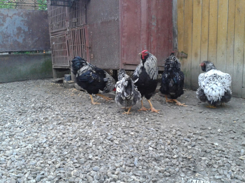  - 3 - Pui tarați SERIA III 2023 studiu defecte -