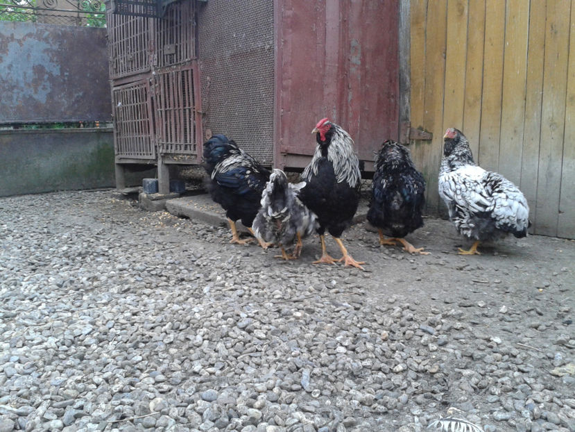  - 3 - Pui tarați SERIA III 2023 studiu defecte -