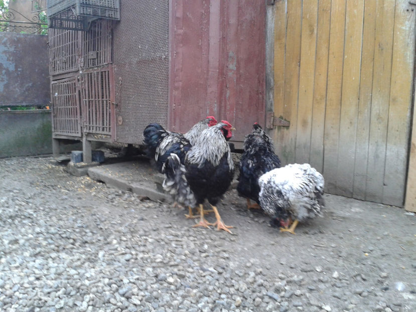 ‎duminică, ‎21 ‎aprilie ‎2024, ‏‎19:10:59 - 3 - Pui tarați SERIA III 2023 studiu defecte -