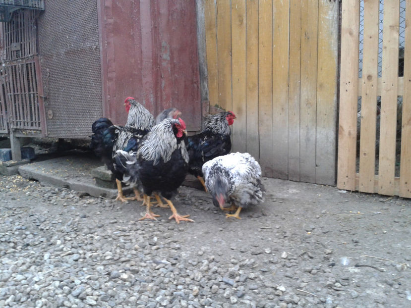  - 3 - Pui tarați SERIA III 2023 studiu defecte -