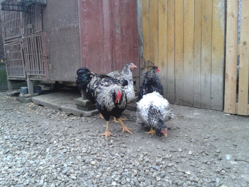  - 3 - Pui tarați SERIA III 2023 studiu defecte -