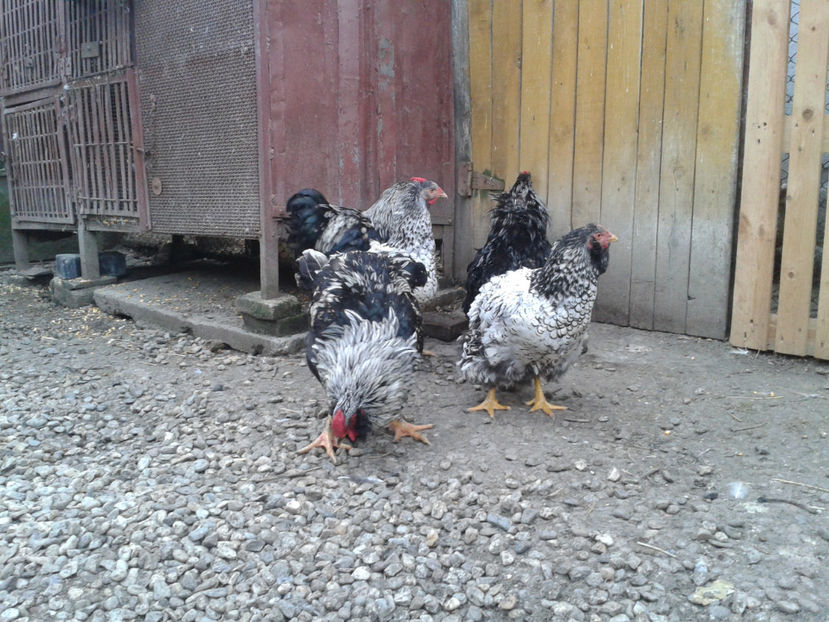  - 3 - Pui tarați SERIA III 2023 studiu defecte -