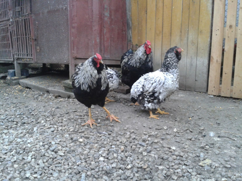  - 3 - Pui tarați SERIA III 2023 studiu defecte -