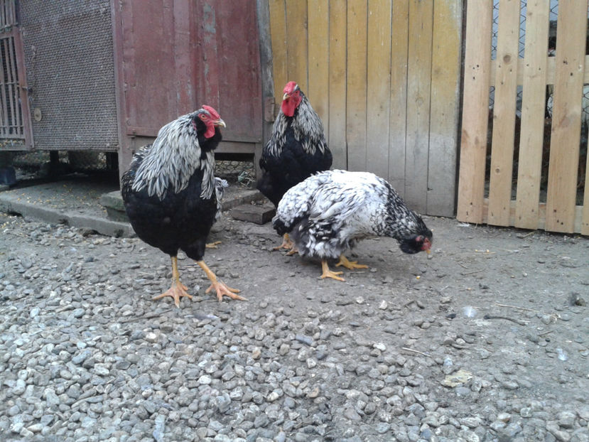  - 3 - Pui tarați SERIA III 2023 studiu defecte -