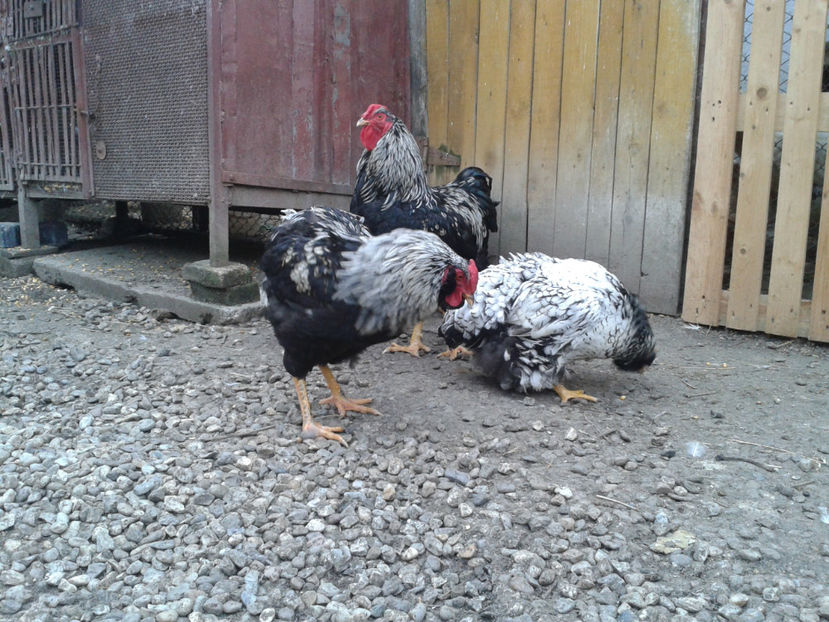  - 3 - Pui tarați SERIA III 2023 studiu defecte -