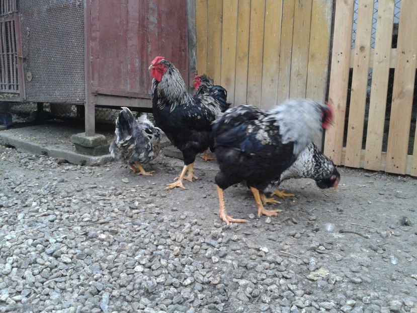  - 3 - Pui tarați SERIA III 2023 studiu defecte -